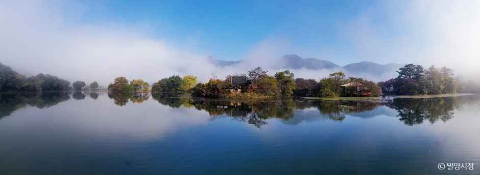 위양지(위양지 이팝나무) 3