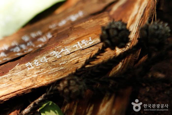 산림치유프로그램 참가자가 적은 소망 글