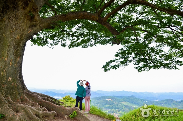 SNS 핫플레이스인 성흥산성 사랑나무