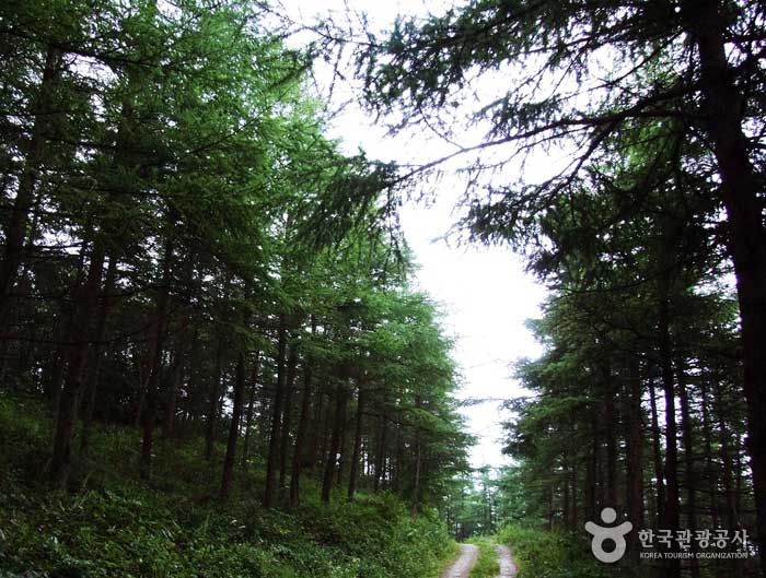 ‘꽃꺾이재’ 들꽃길 트레킹, 정선 백운산 화절령> 여행기사 :대한민국 구석구석 ‘꽃꺾이재’ 들꽃길 트레킹, 정선 백운산 화절령> 여행기사... 