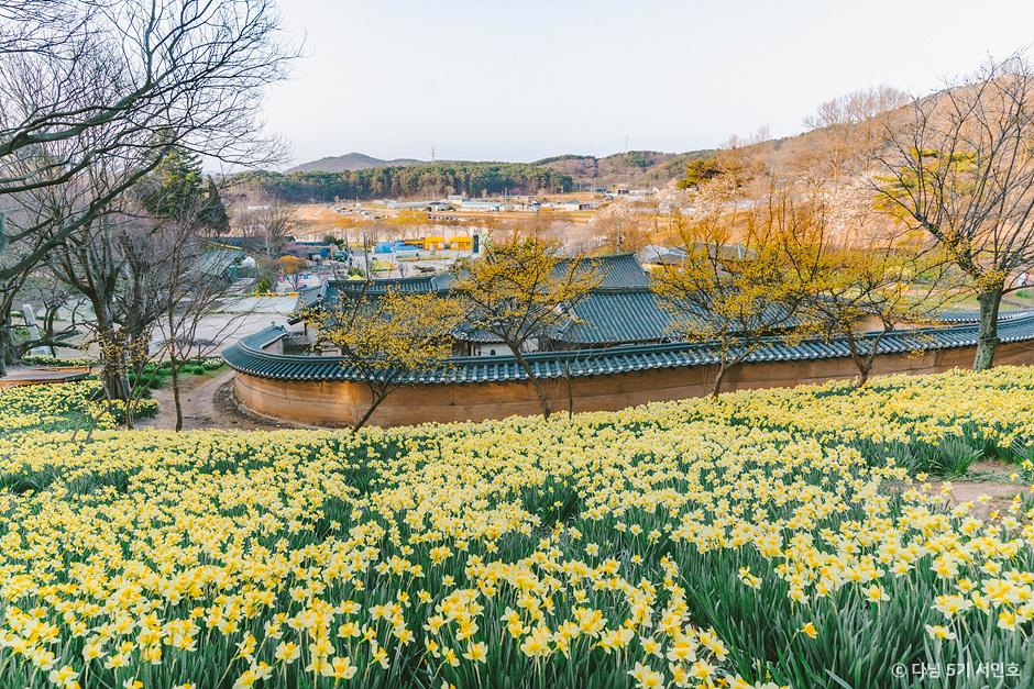 봄꽃 여행, 노란 물결이 일렁이는 수선화 명소 모음 4|국문관광정보 - PC