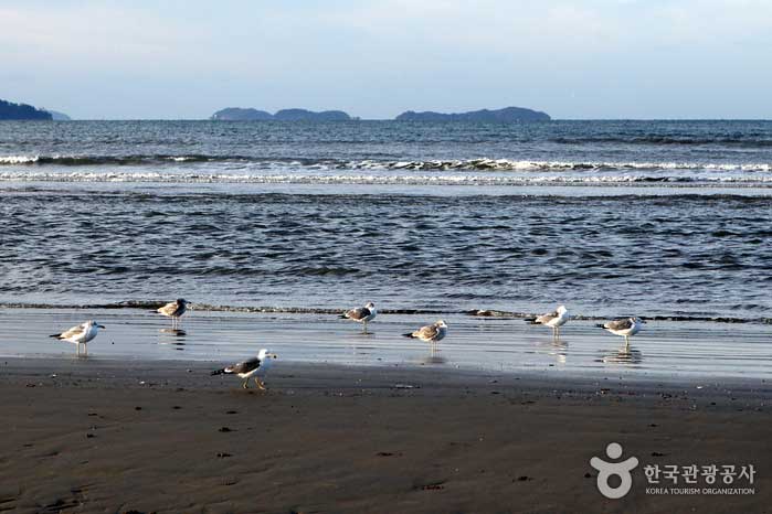 바다를 품은 소나무 사이로 노을이 물들다, 태안 몽산포오토캠핑장