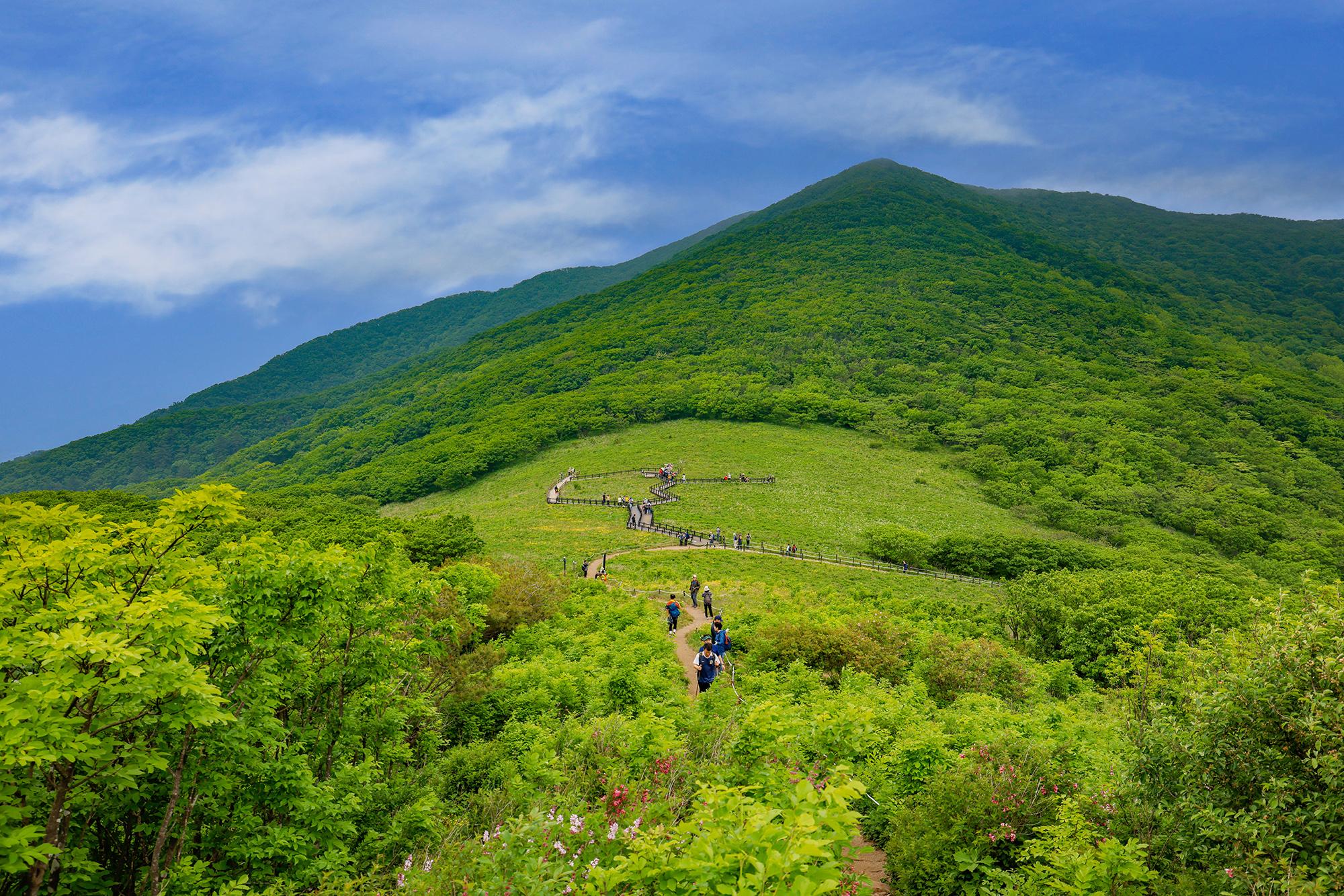 점봉산 능선에 펼쳐진 야생화 천국 곰배령