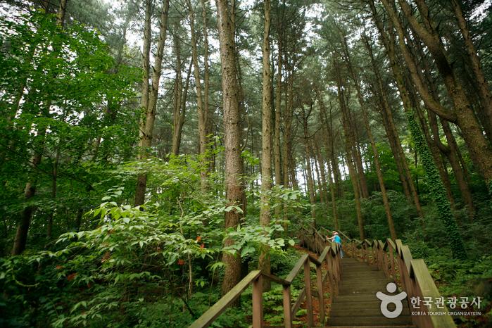 경기도잣향기푸른숲에 조성된 산책길