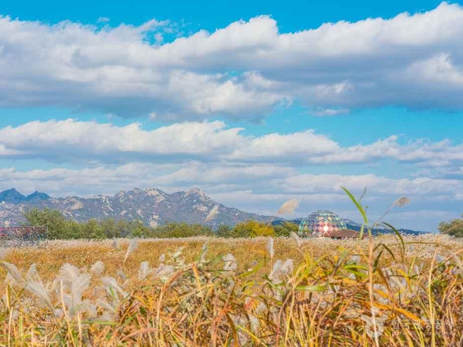 하늘공원 6만 평 은빛 억새밭 전경 실사