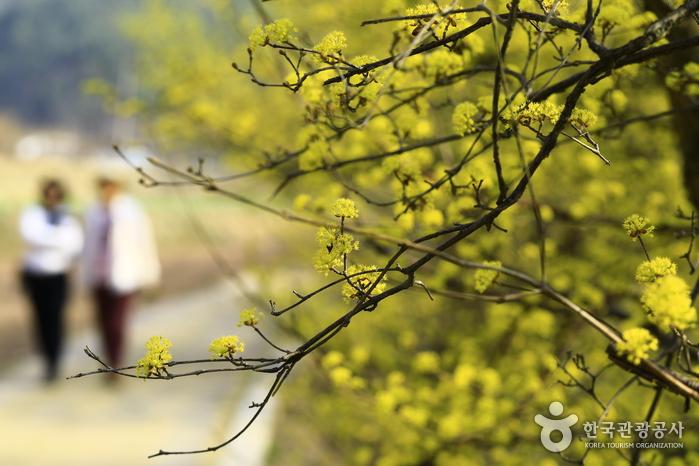 봄날의 기지개 활짝! 의성 산수유꽃피는마을에서 알리는 봄의 시작> 여행기사 :대한민국 구석구석 ” style=”width:100%”><figcaption>봄날의 기지개 활짝! 의성 산수유꽃피는마을에서 알리는 봄의 시작> 여행기사 :대한민국 구석구석 </figcaption></figure>
<p style=