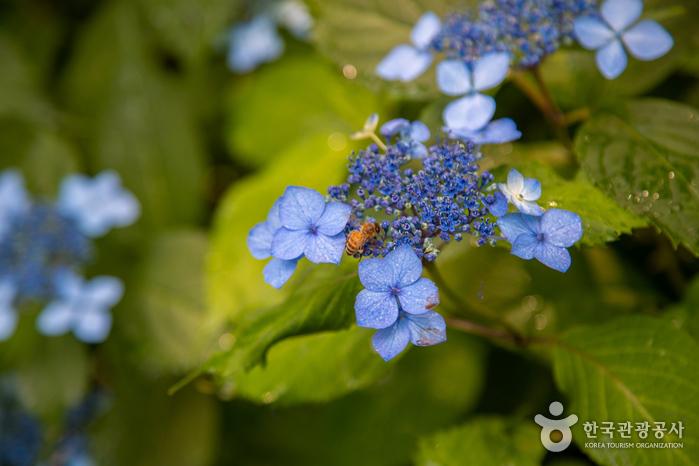 담양 죽화경 유럽 수국축제 가볼만한곳