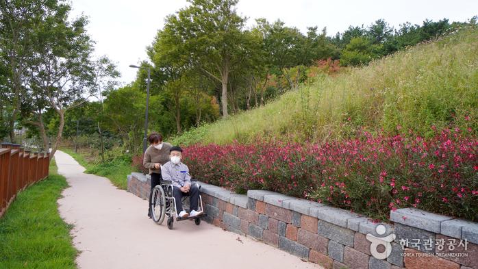 가을꽃이 좋은 삼학도 무장애 나눔길