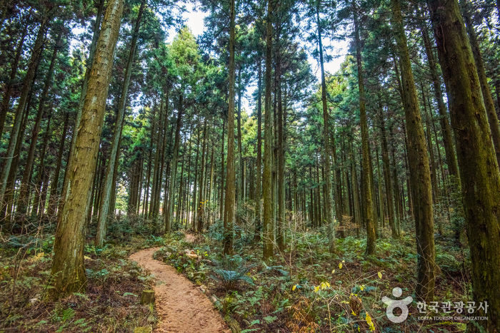 사려니숲길 4