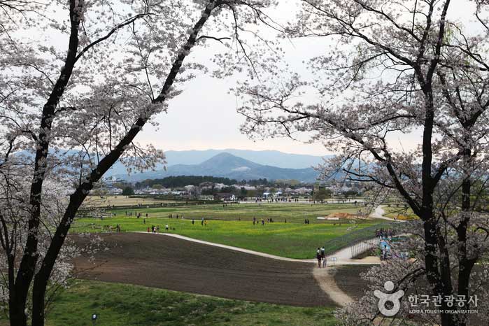 경주 시내.보문호.불국사로 떠나는 벚꽃여행 ‘봄바람 흩날리면, 함께 달려요!’