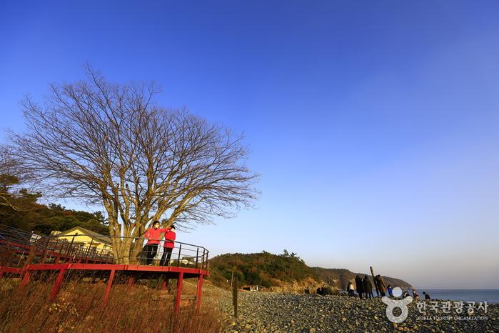 정도리 느티나무