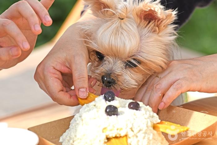 강아지 고구마 쌀 케이크 만들기에 관심을 보이는 반려견
