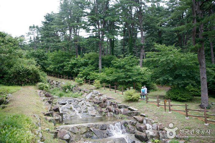‘비대면 관광지 100선’에 이름을 올린 잣향기푸른숲