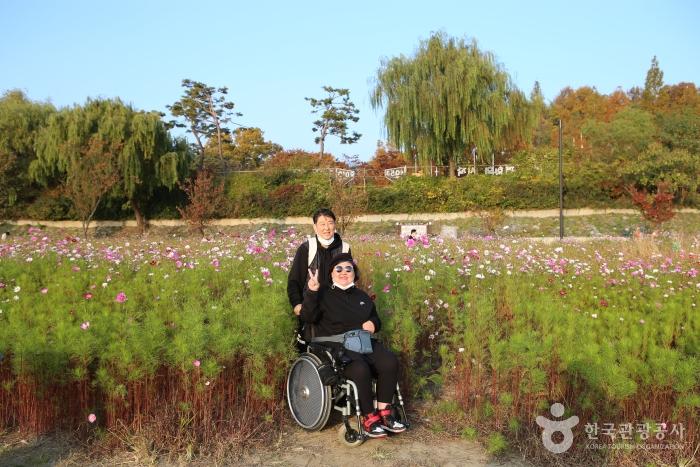 가을의 행주산성 역사공원 꽃동산은 포토포인트로 인기다