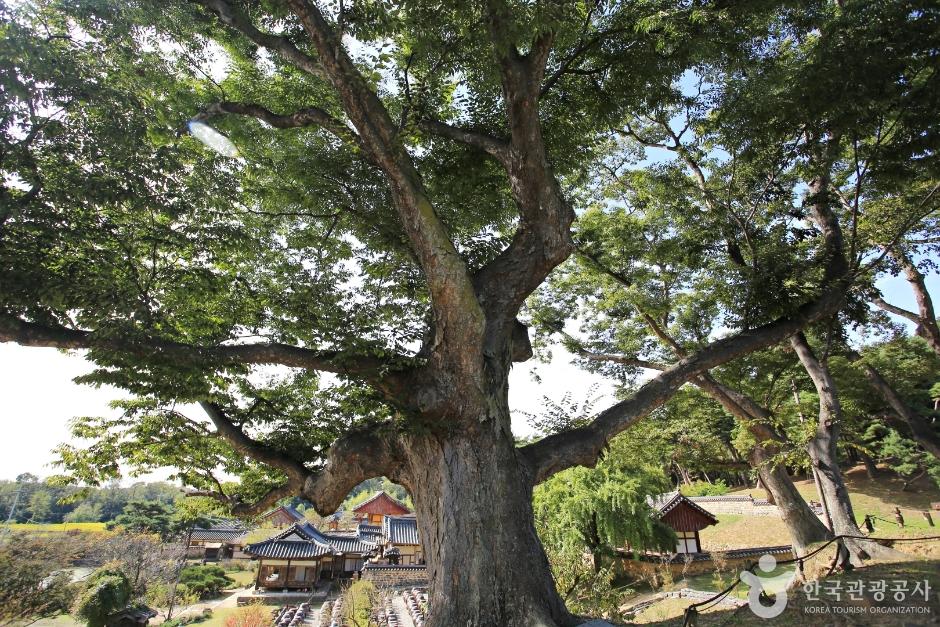 보호수로 지정된 느티나무