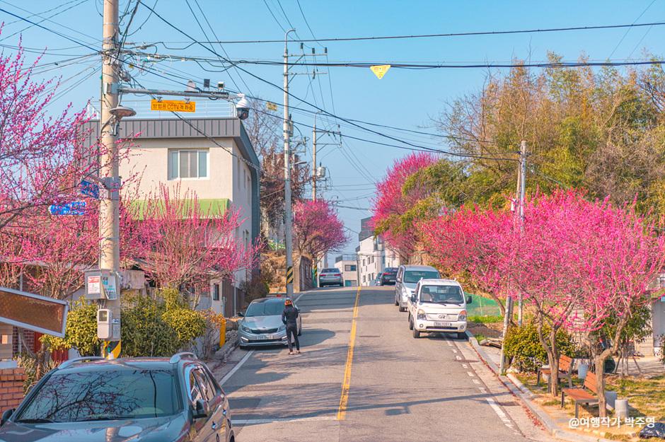 어느새 곁에 온 봄! 꽃향기 가득한 순천|국문관광정보 - PC