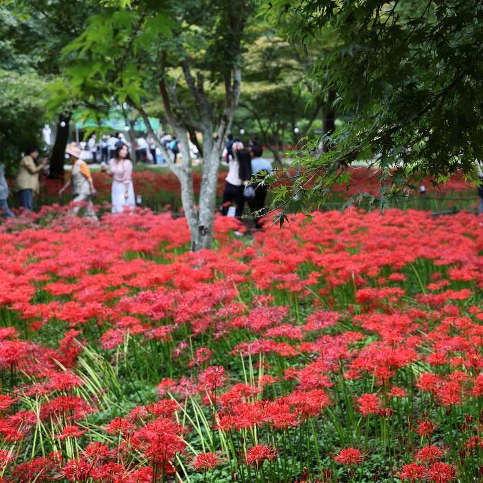 <span>영광</span>불갑산상사화축제