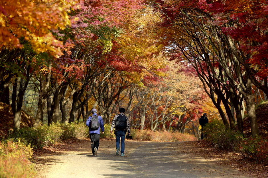 밤 9시까지 불게 타오르는 단풍터널