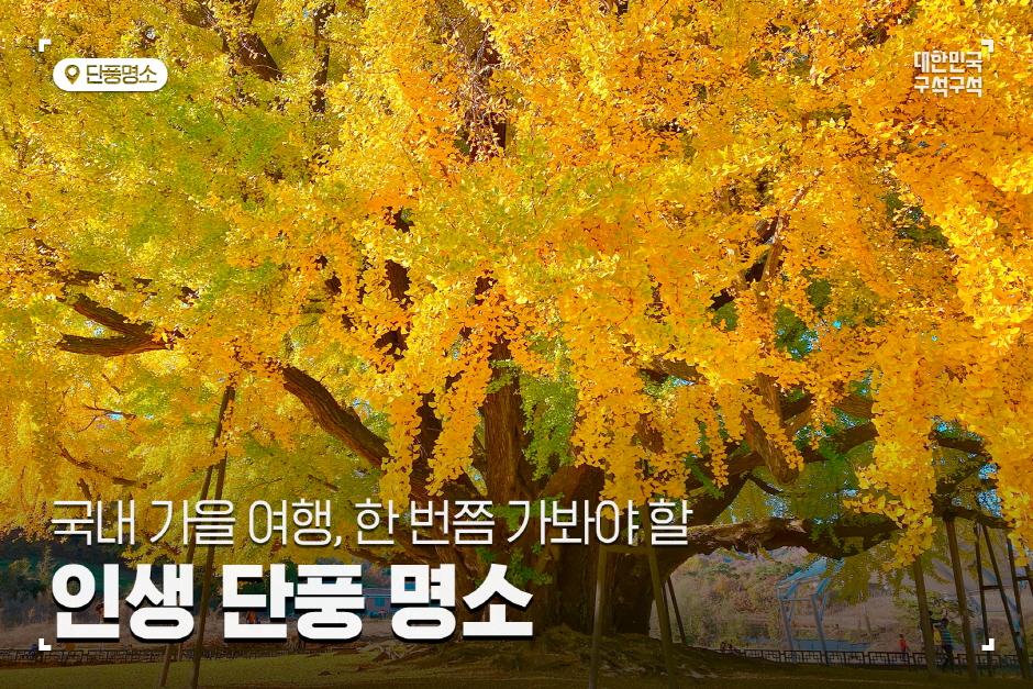 국내 가을 여행, 한 번쯤 가봐야 할 인생 단풍 명소