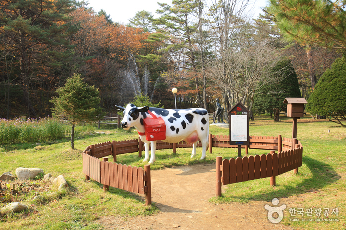 365일 색다른 재미가 넘치는 대관령 여행 가볼만한곳