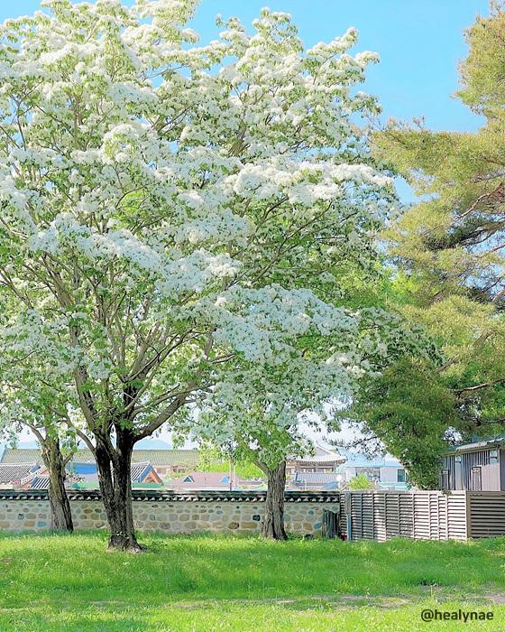 경주 오릉