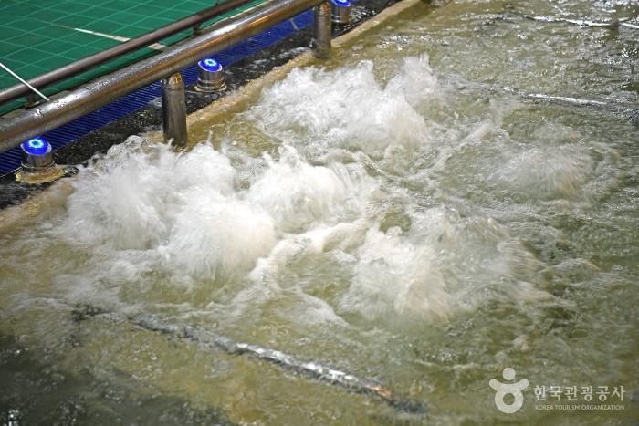 바데풀의 에어버블