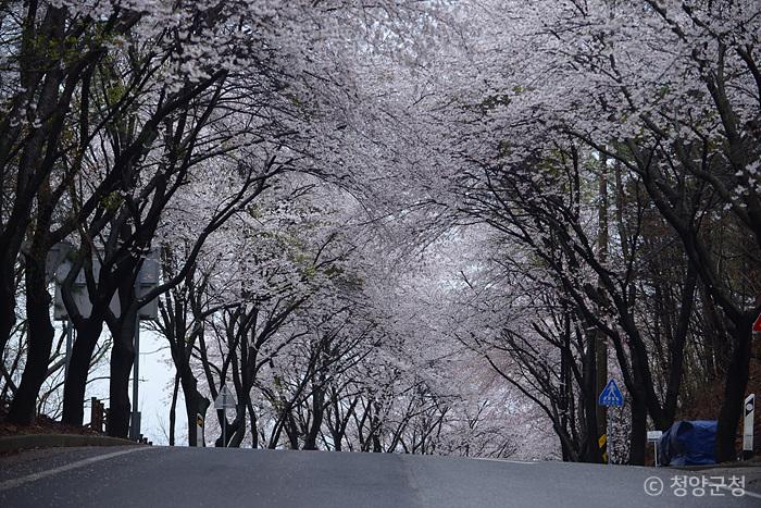 벚꽃이 하늘을 가릴 듯 흐드러진 장곡사 벚꽃길