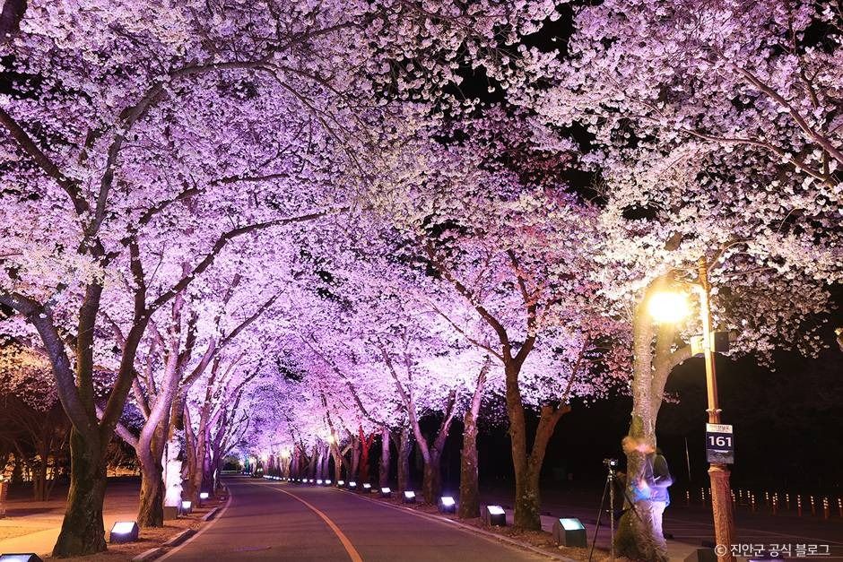 마이산 벚꽃길 4