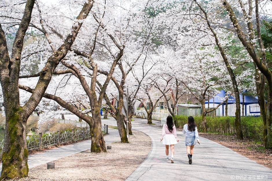 마이산 벚꽃길 3