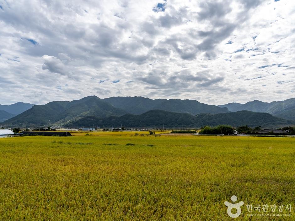 운조루 앞에 드넓게 펼쳐진 논