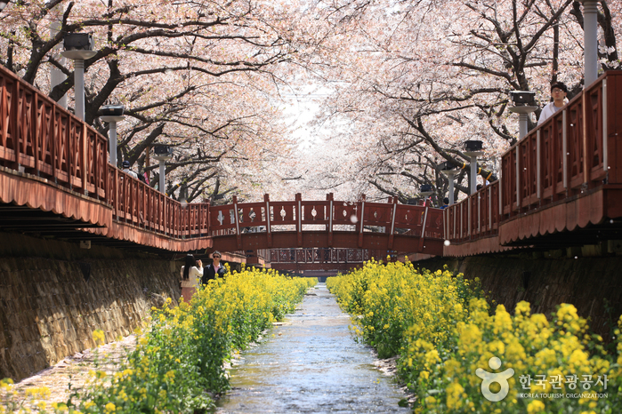 벚꽃 잔치의 최고봉 봄날의 낭만에 취한다. 여행 가볼만한곳