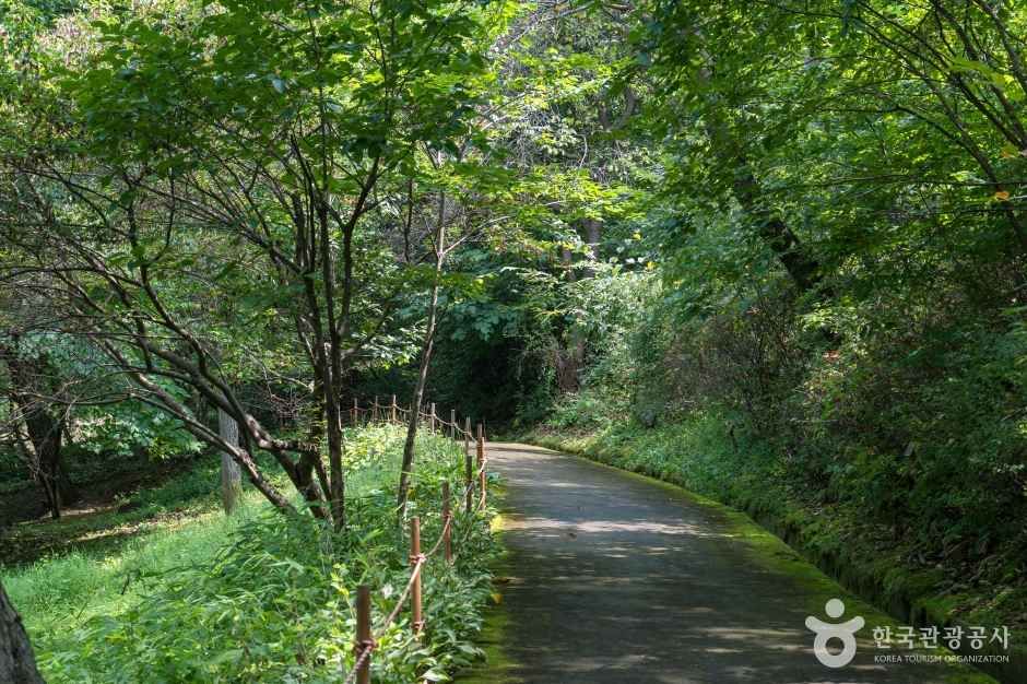 용인자연휴양림 4