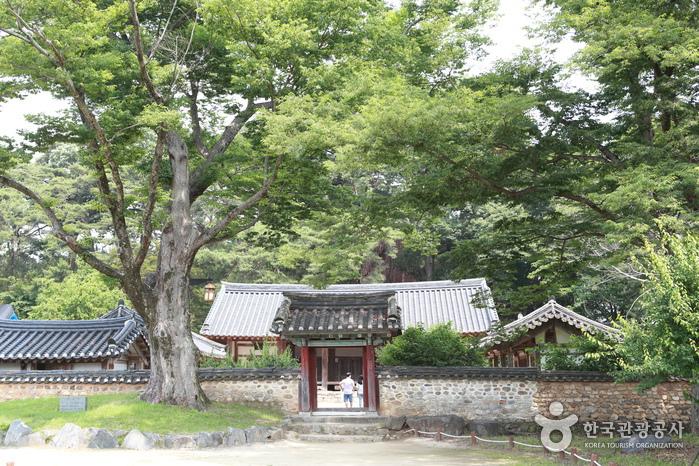 우람한 느티나무가 입구를 지키는 회연서원