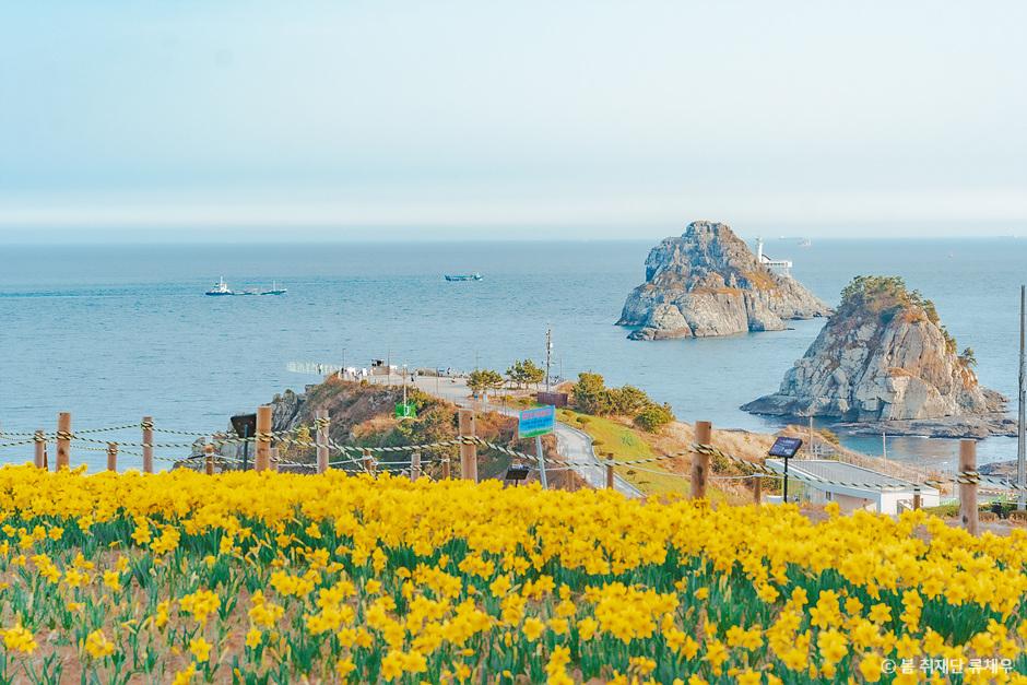 4월 꽃구경, 봄나들이 추천 수선화 명소 4> 여행기사 :대한민국 구석구석 4월 꽃구경, 봄나들이 추천 수선화 명소 4> 여행기사 :대한민국 구석구석 