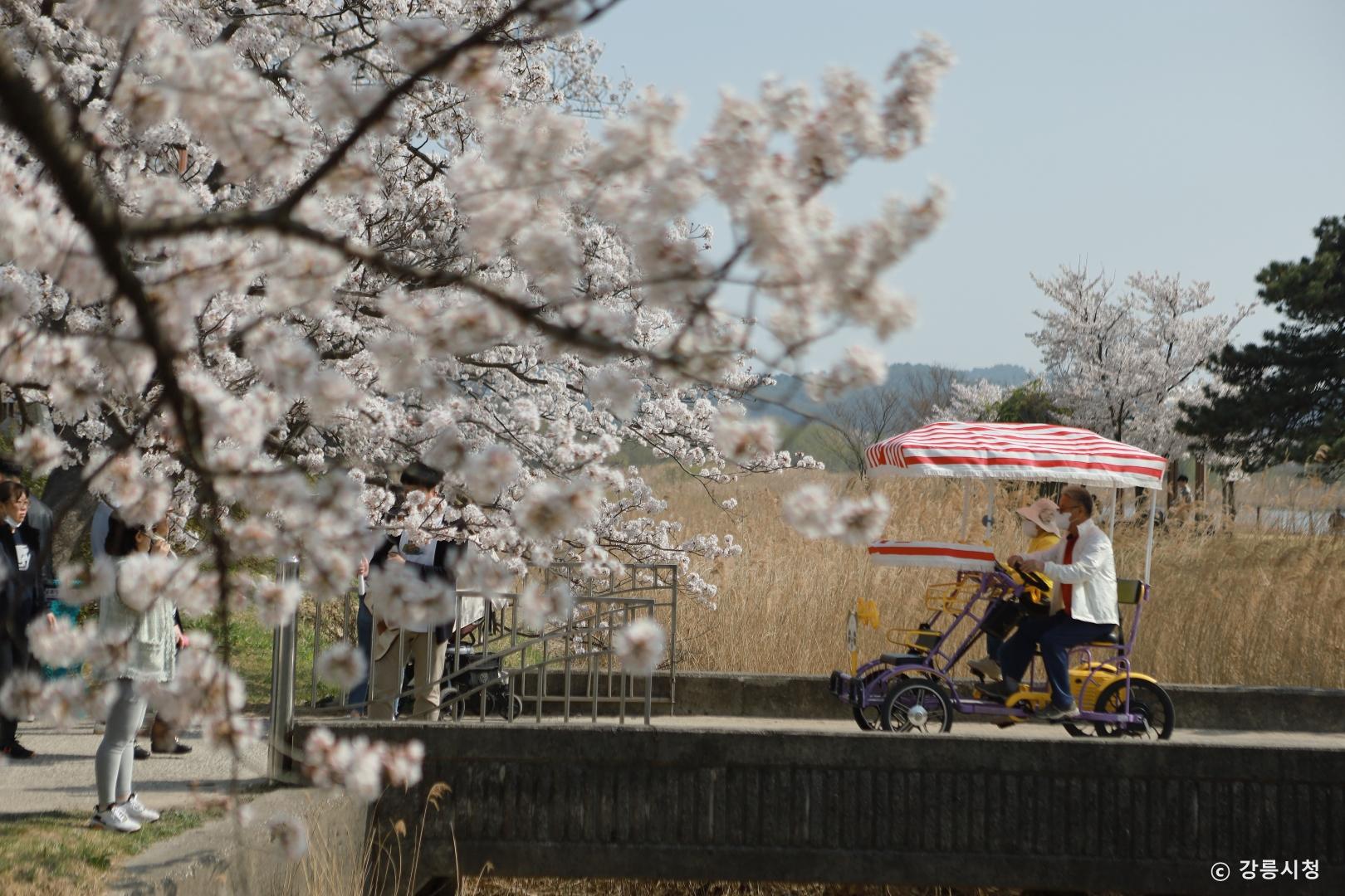 벚꽃이 흐드러지게 핀 길을 가족용 자전거로 지나는 사람들