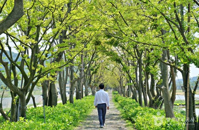 수국이 피기 전, 터널을 이룬 팽나무 10리길