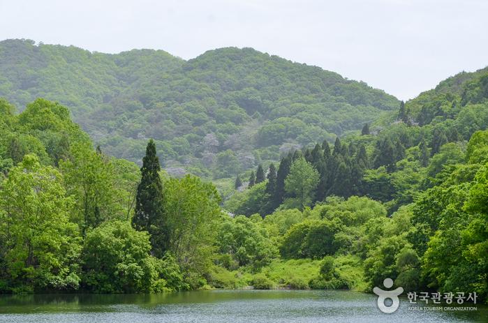 이맘때 세량지에 가면 다채로운 초록빛을 볼 수 있다.