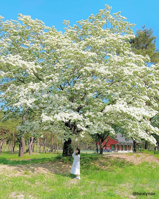 경주 오릉