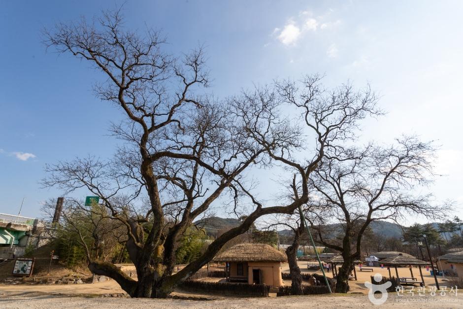 수령 500년이 훌쩍 넘은 회화나무와 삼강주막