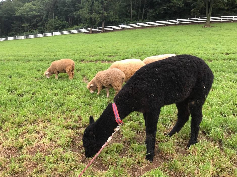 남해 상상양떼목장 제1목장 양떼 먹이주기