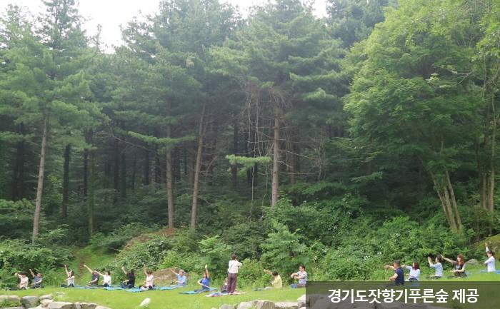 무료로 운영하는 산림 치유 프로그램