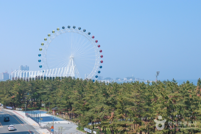 속초해수욕장 대관람차(속초아이) 7