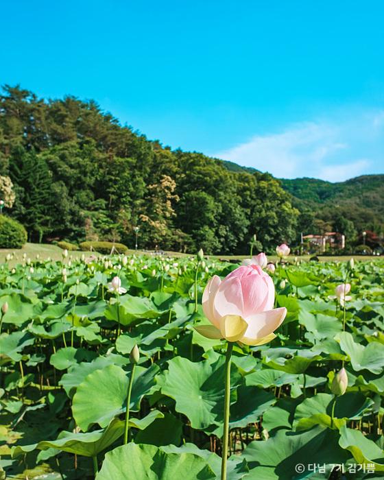 속리산 연꽃단지