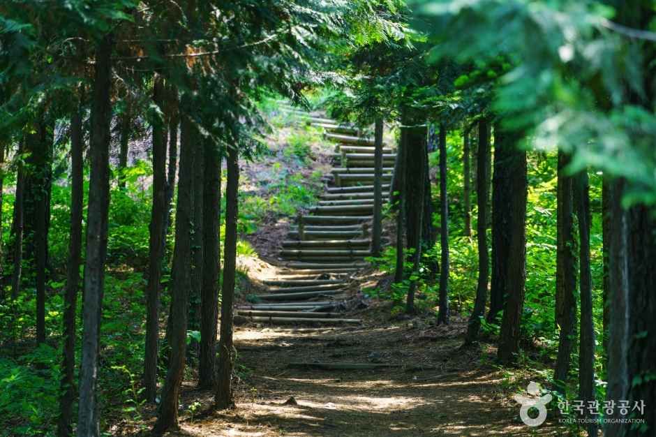 용인자연휴양림 1