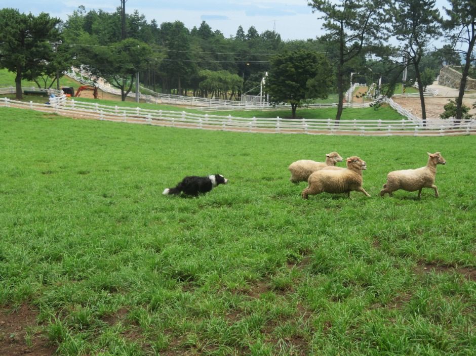 양떼목장 썸네일