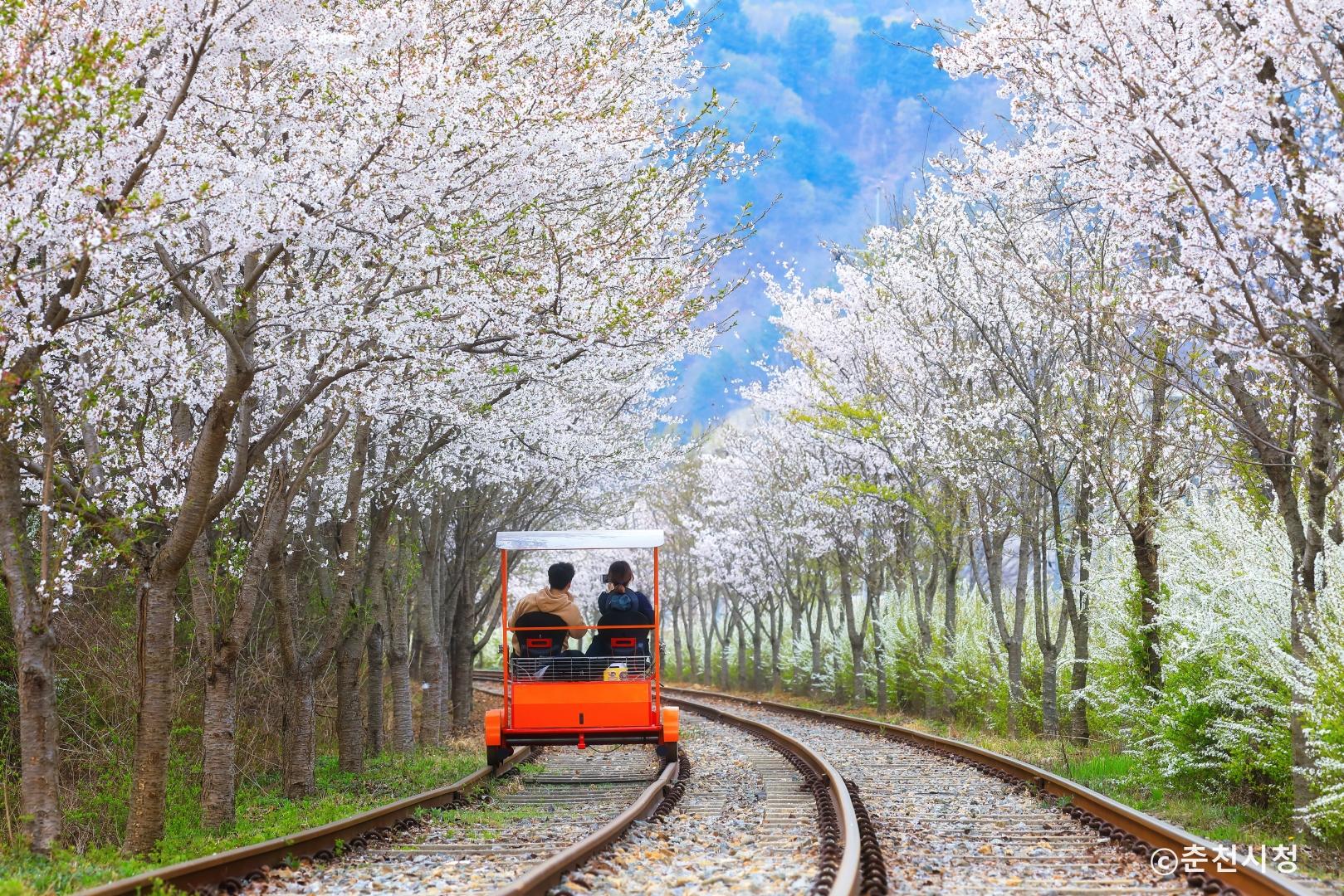 벚꽃이 터널을 이룬 가평 레일바이크