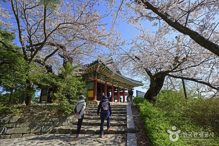 벚꽃 흩날리는 경포호를 걷다 여행 가볼만한곳