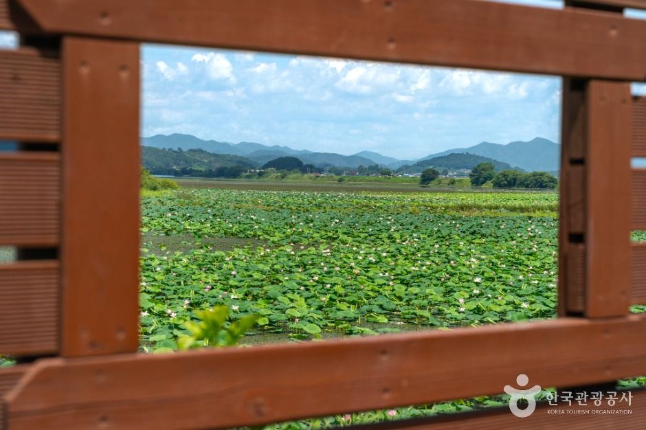 주남저수지 철새도래지 3