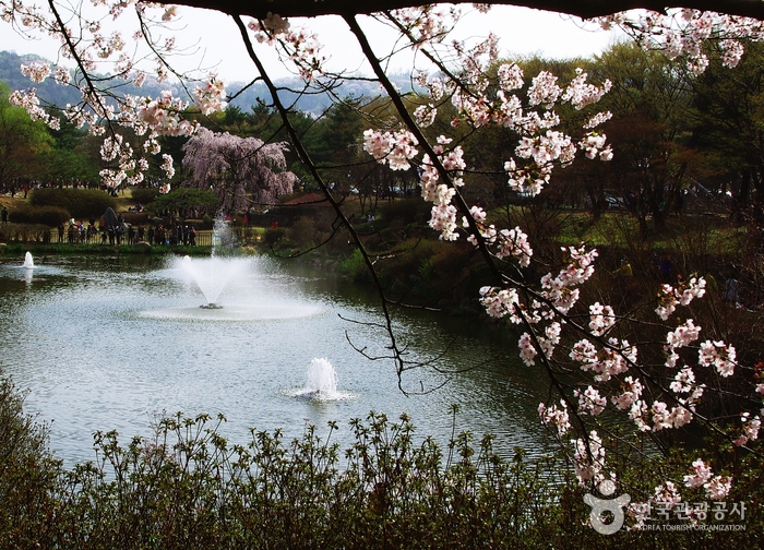 충혼의 수양벚꽃 마중하는 호젓한 꽃길 여행 가볼만한곳
