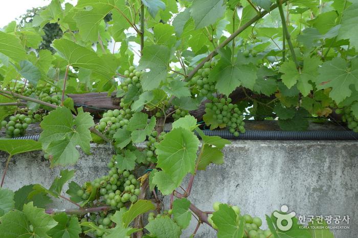 산머루농원 와인숙성터널 근처에 탐스럽게 자라고 있는 머루